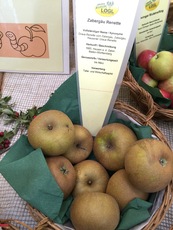 Zabergäu Renette.jpg